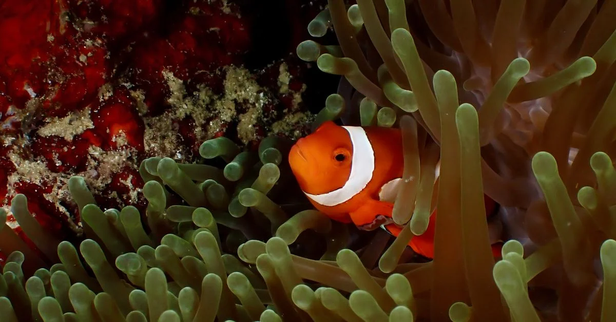 Gros plan sur un poisson-clown niché dans des anémones de mer aux couleurs éclatantes, illustrant la vie marine.