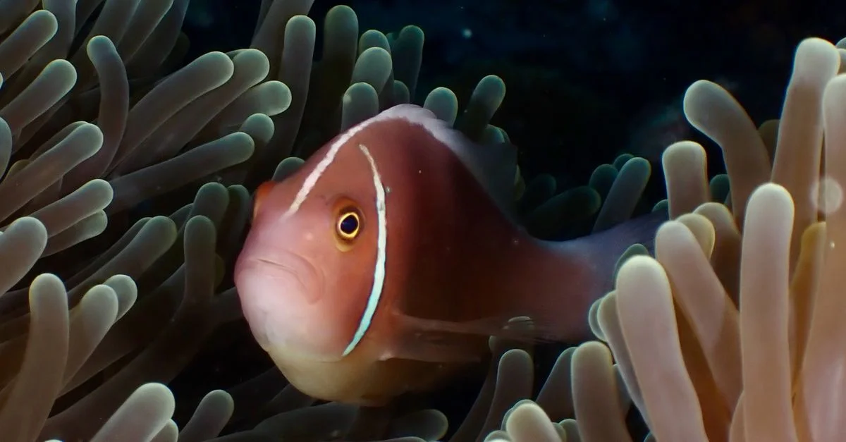 Gros plan sur un poisson clown pink skunk (Amphiprion perideraion) blotti parmi les anémones de mer dans un récif corallien vibrant.